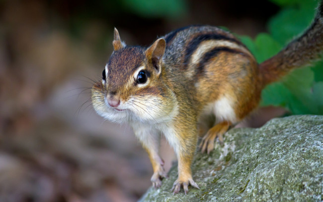 Обои картинки фото животные, бурундуки, бурундук, щеки