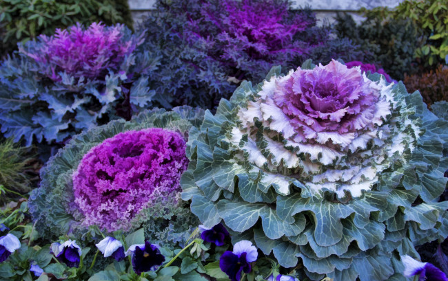 Обои картинки фото цветы, декоративная, капуста