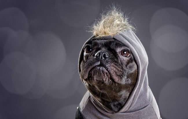 Обои картинки фото животные, собаки, взгляд, собака, голова, капюшон, морда, хохолок