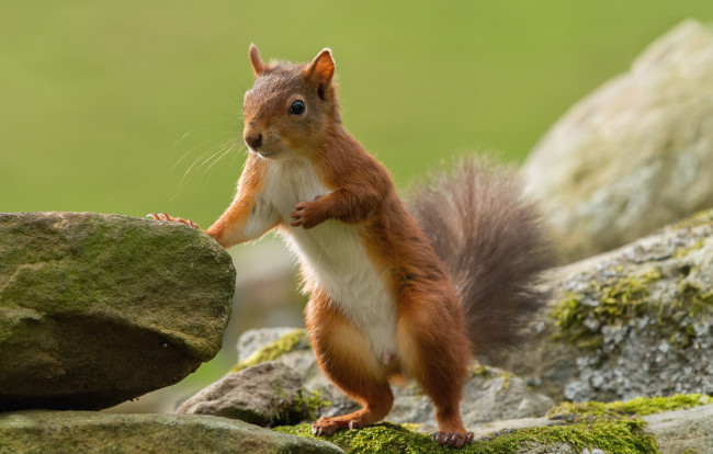 Обои картинки фото животные, белки, стойка
