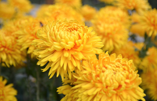 Обои картинки фото цветы, хризантемы, желтый
