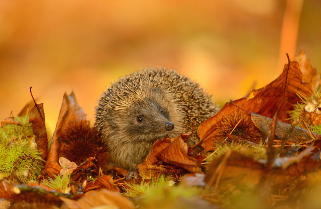 Обои картинки фото животные, ежи, осень, листья, колючки