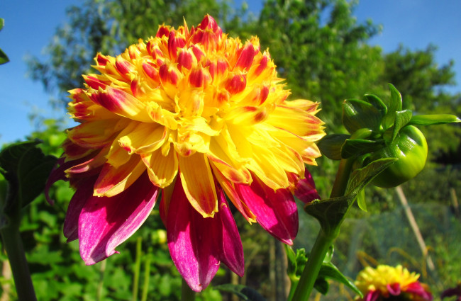 Обои картинки фото цветы, георгины, стебель, чветок, лепестки