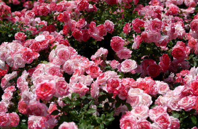 Обои картинки фото цветы, розы, много