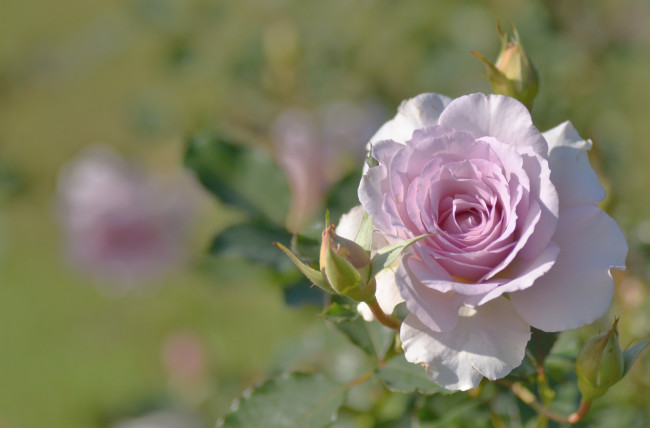 Обои картинки фото цветы, розы, розовый