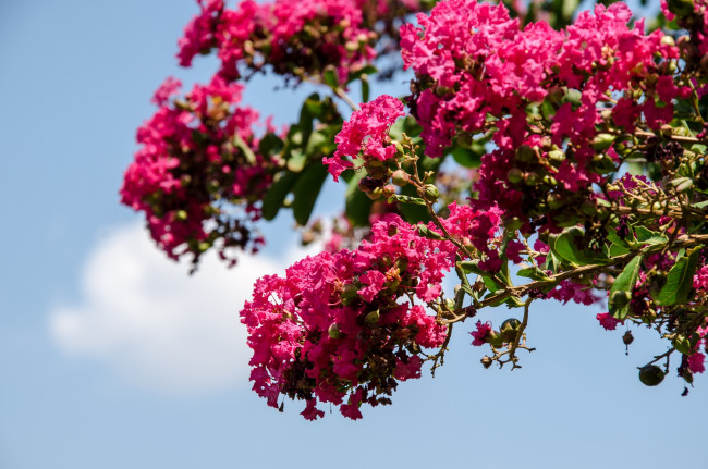 Обои картинки фото цветы, лагерстрёмия, ветки