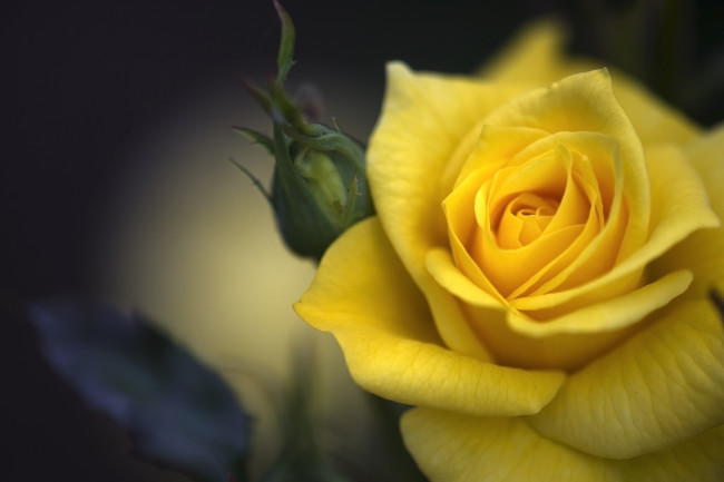 Обои картинки фото цветы, розы, макро