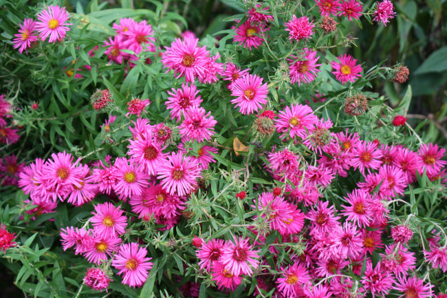 Обои картинки фото цветы, астры, сад