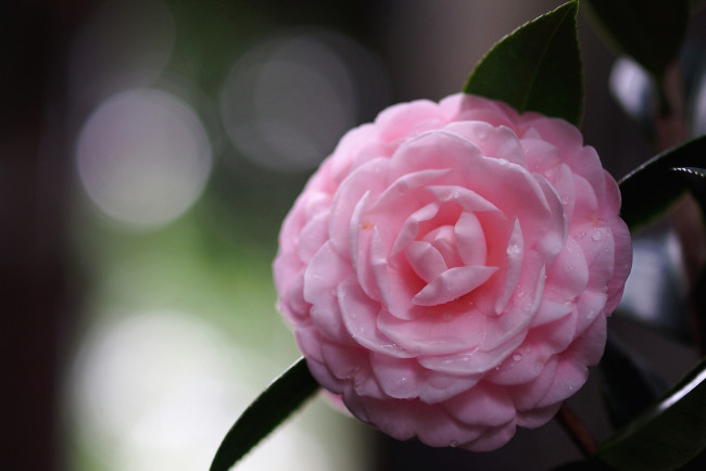 Обои картинки фото цветы, камелии, розовый