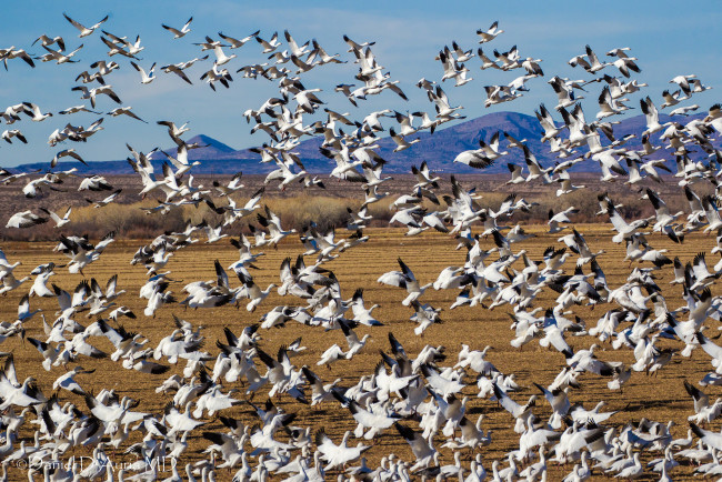 Обои картинки фото животные, гуси, стая