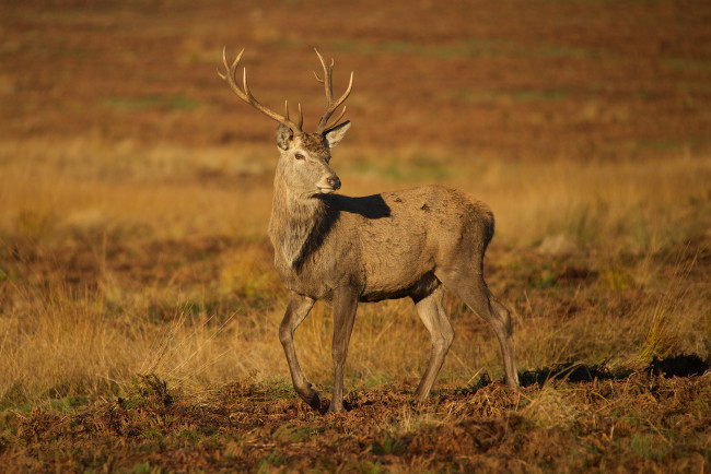 Обои картинки фото животные, олени, степь, трава, олень, рога