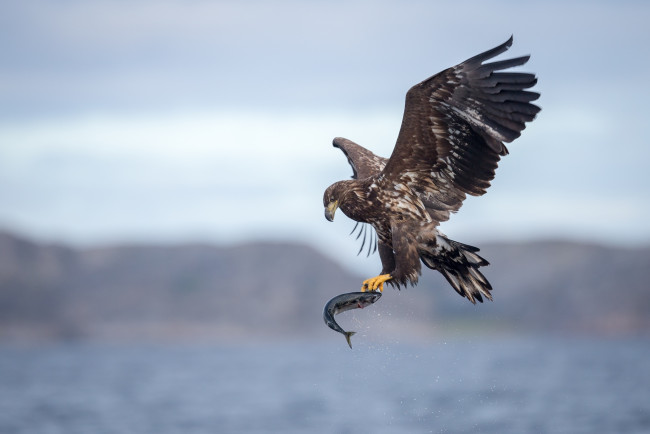 Обои картинки фото животные, птицы, хищники, добыча, полет