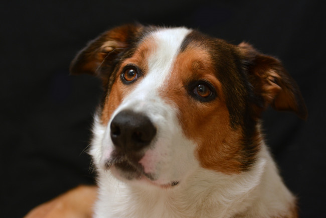 Обои картинки фото животные, собаки, взгляд, собака