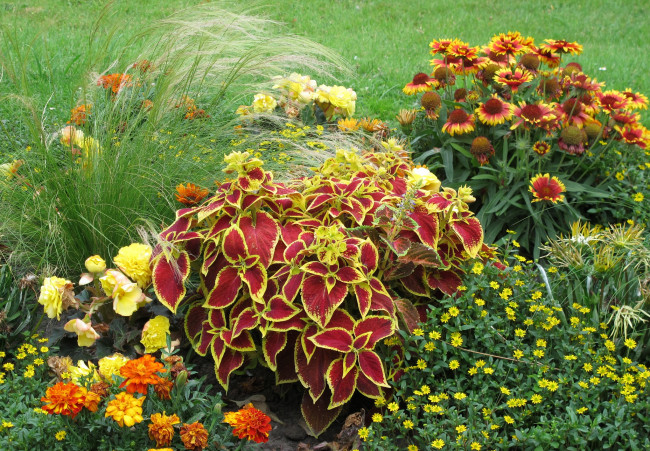 Обои картинки фото цветы, разные, вместе, луг, трава