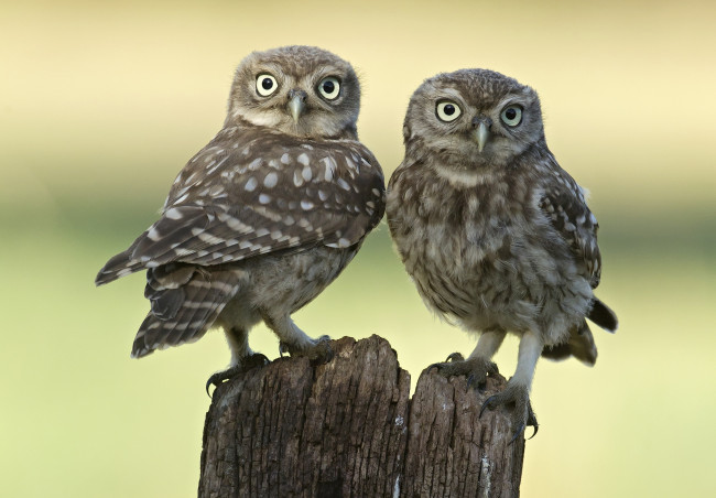 Обои картинки фото животные, совы, парочка