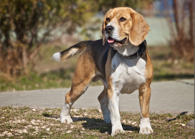 Обои картинки фото животные, собаки, ошейник, собака