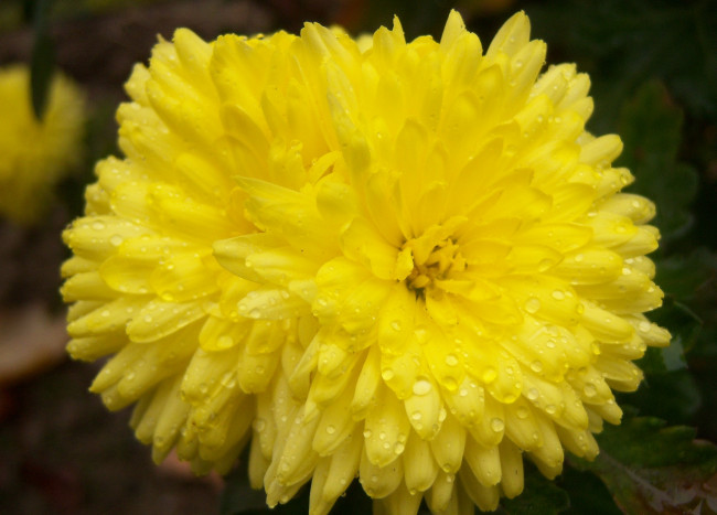 Обои картинки фото цветы, хризантемы