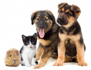 Картинка животные разные+вместе котенок щенки фон свинка морская белый друзья разные