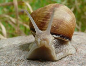 Картинка животные улитки макро природа камень рожки раковина улитка