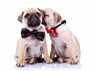 Картинка животные собаки бантик мопс