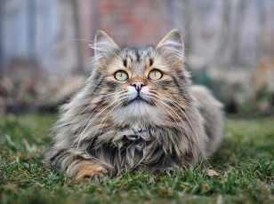 Картинка животные коты трава кошка взгляд