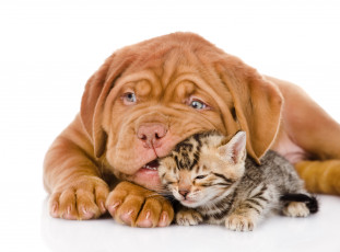 Картинка животные разные+вместе собака котенок