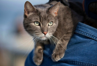 Картинка животные коты кот взгляд серый