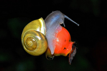 Картинка животные улитки природа фон чёрный шиповник ягода раковина улитка