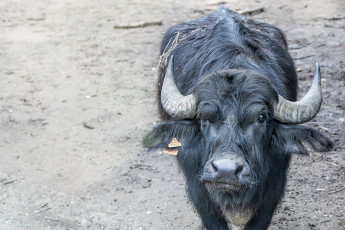 Картинка животные коровы +буйволы буйвол рога