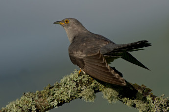 Картинка животные птицы птица серая фон кукушка крылья ветка