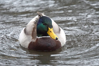 Картинка животные утки плывёт вода утка