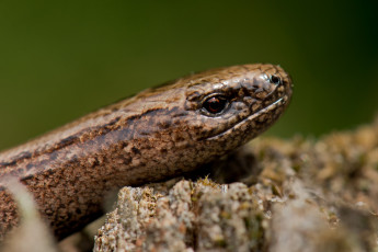 Картинка животные змеи +питоны +кобры змея голова коричневая фон