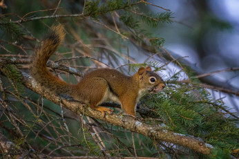 Картинка животные белки белка дерево