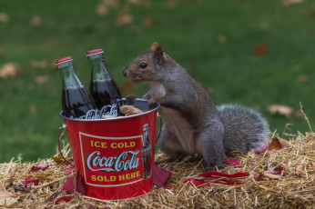 Картинка животные белки белка любопытство кола