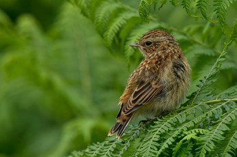 Картинка животные птицы птица полосатая зелень растения папоротник