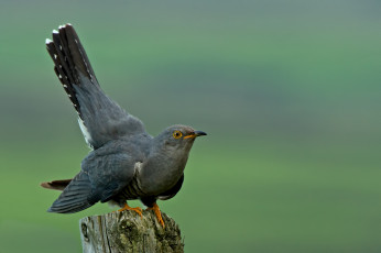 Картинка животные птицы птица серая кукушка пень фон елёный