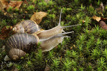 Картинка животные улитки мох рожки пара