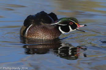 Картинка животные утки плавает зеро вода утка птица