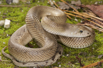 Картинка животные змеи +питоны +кобры змея