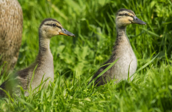 Картинка животные утки утята