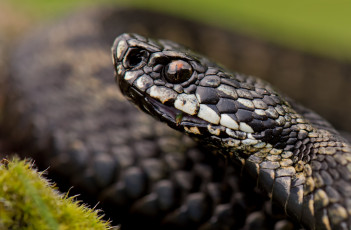 Картинка животные змеи +питоны +кобры змея портрет фон голова