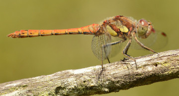 Картинка животные стрекозы крылья стрекоза