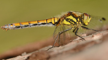 Картинка животные стрекозы крылья стрекоза