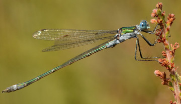 Картинка животные стрекозы крылья стрекоза