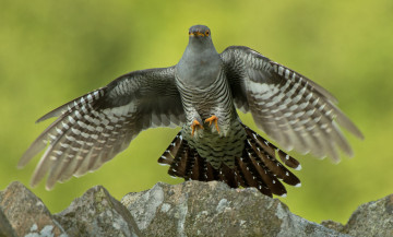 Картинка животные птицы птица серая фон зелёный крылья кукушка