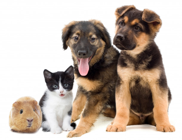 Обои картинки фото животные, разные вместе, котенок, щенки, фон, свинка, морская, белый, друзья, разные