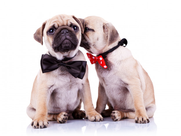 Обои картинки фото животные, собаки, бантик, мопс