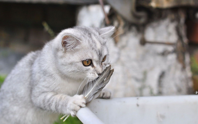 Обои картинки фото животные, коты, перья, кот