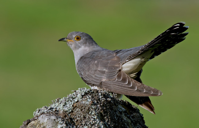 Обои картинки фото животные, птицы, птица, серая, фон, зелёный, крылья