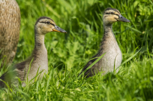 Обои картинки фото животные, утки, утята